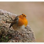 - Rotkehlchen ganz neugierig - ( Erithacus rubecula )