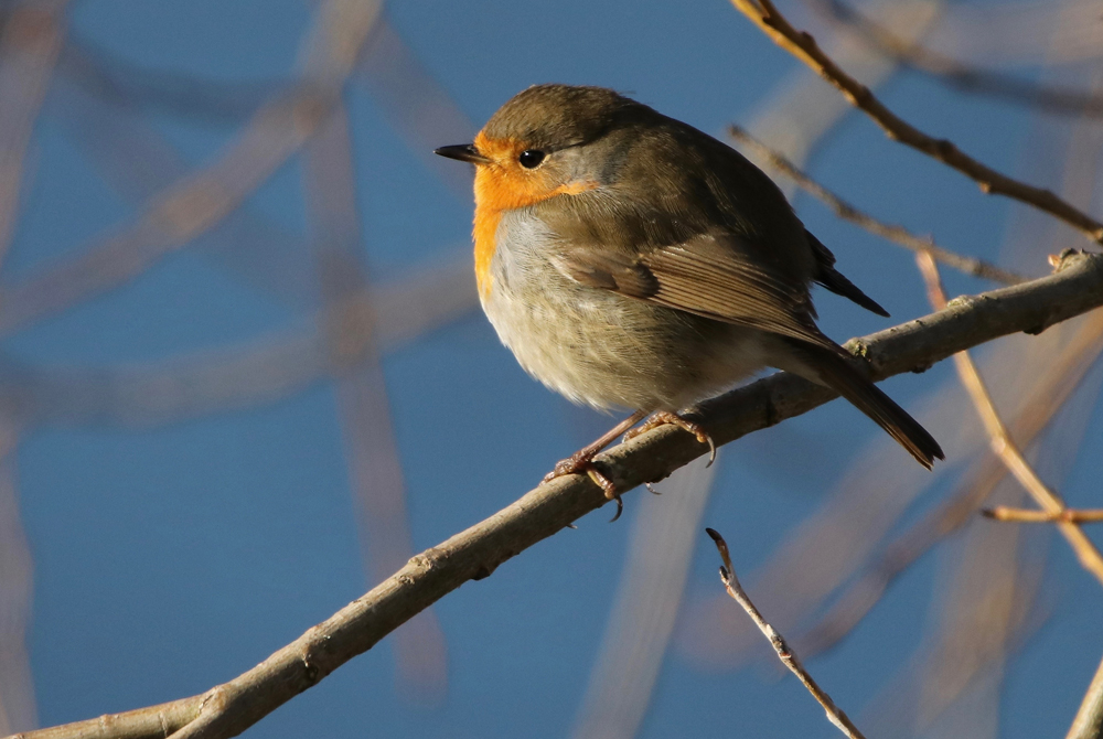 Rotkehlchen geniesst die Sonnenstrahlen