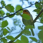 Rotkehlchen: Gesangsstark auch im Frühherbst