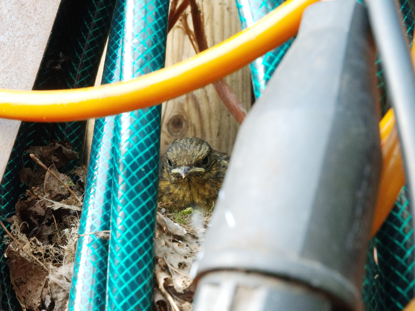 Rotkehlchen, geschlüpft im Nest