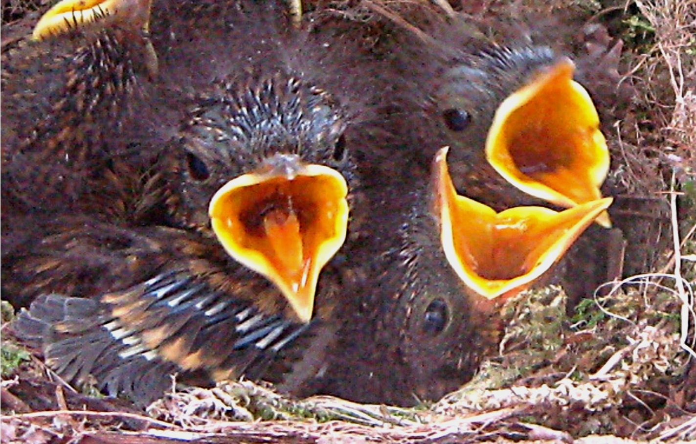 Rotkehlchen halbstark