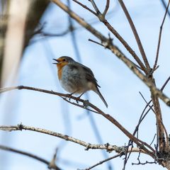 Rotkehlchen https://www.deutsche-vogelstimmen.de/rotkehlchen/