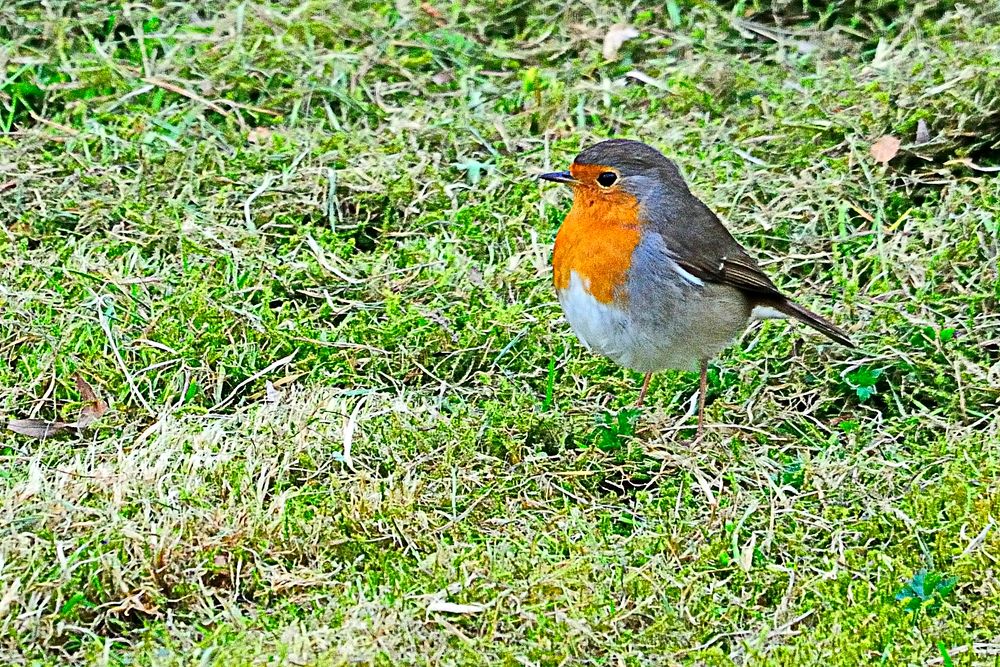 Rotkehlchen II