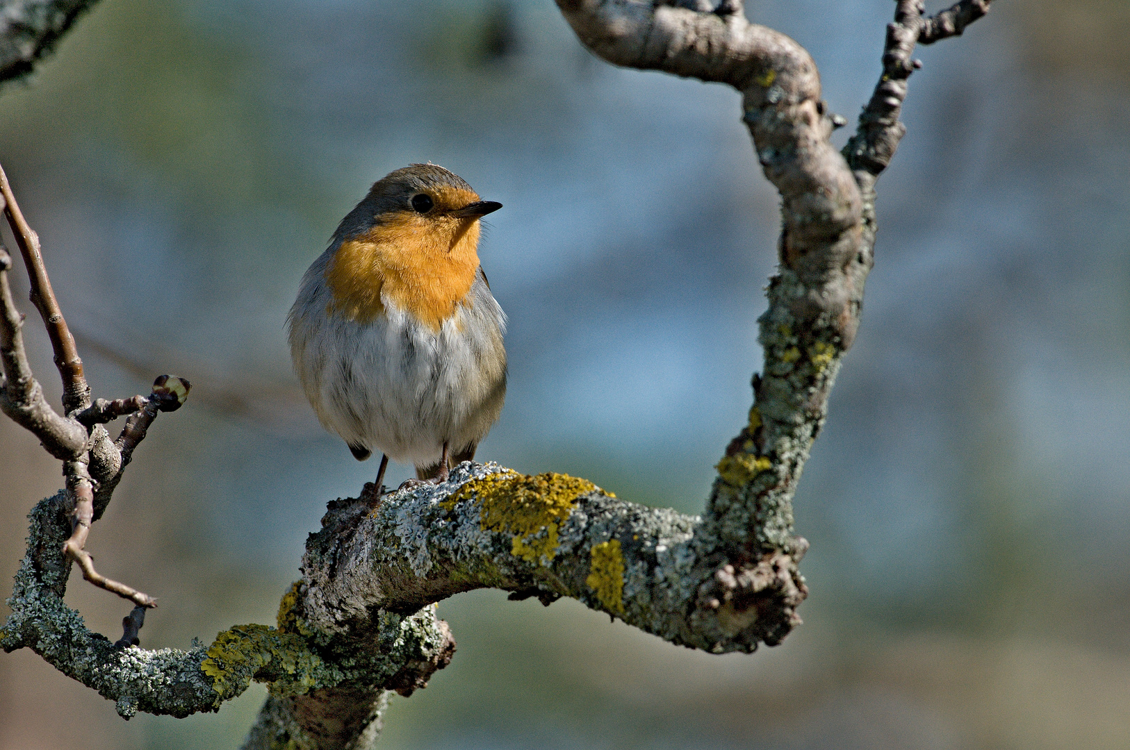 Rotkehlchen II