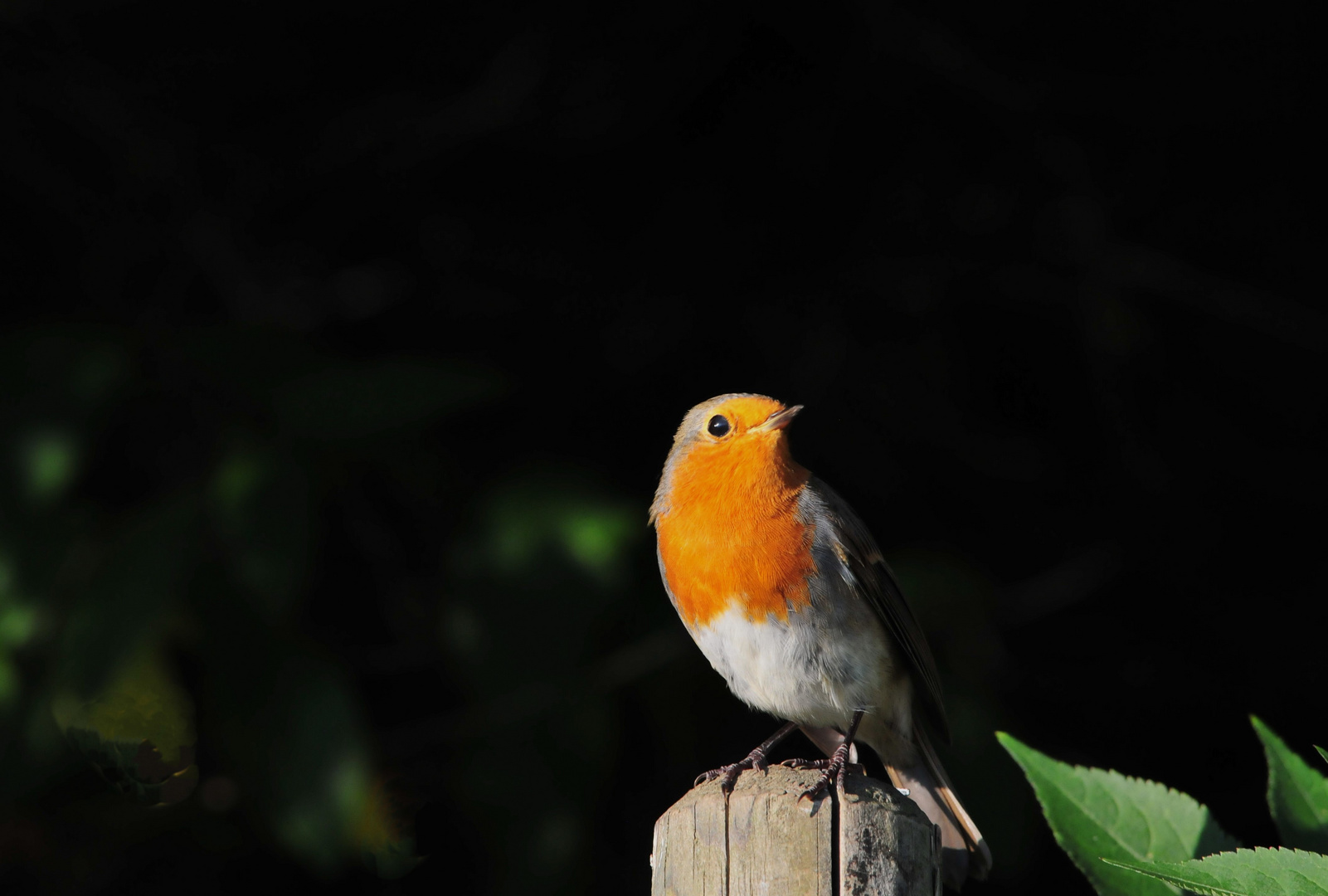 Rotkehlchen II  (Erithacus rubecula)