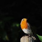 Rotkehlchen II  (Erithacus rubecula)