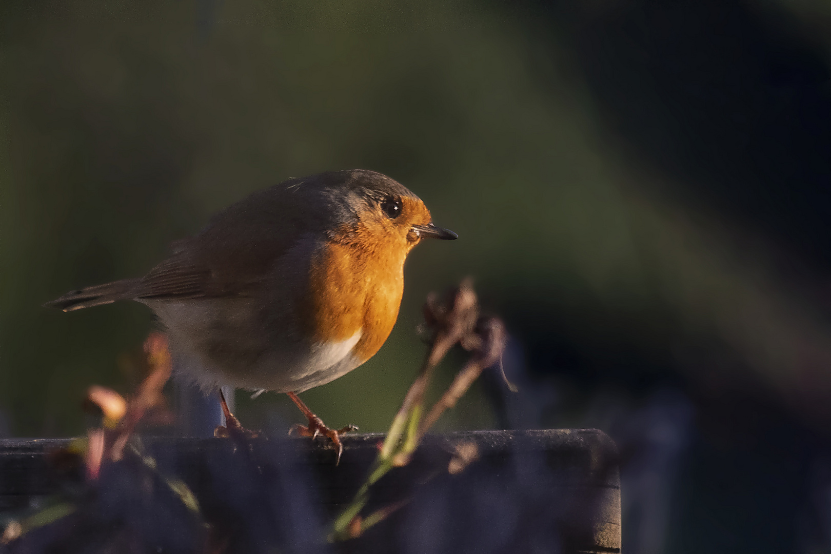 Rotkehlchen im Abendlicht 