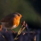 Rotkehlchen im Abendlicht 