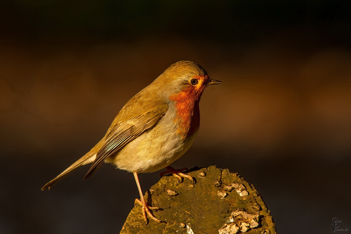 Rotkehlchen im Abendrot