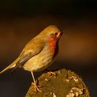 Rotkehlchen im Abendrot