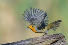 Rotkehlchen im Abflug