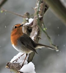 Rotkehlchen im Aprilschnee