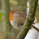 Rotkehlchen im Auenwald