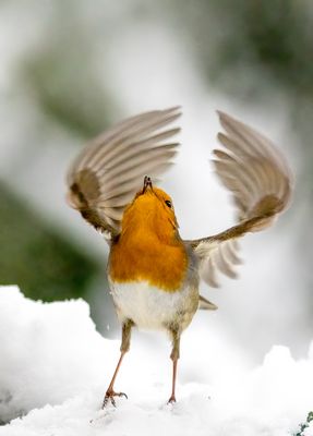 Rotkehlchen im Aufschwung