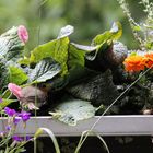 Rotkehlchen im Balkonkasten