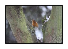 Rotkehlchen im Baum