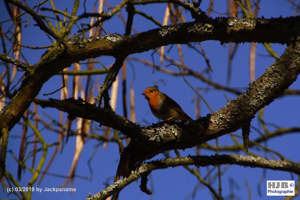 Rotkehlchen im Baum