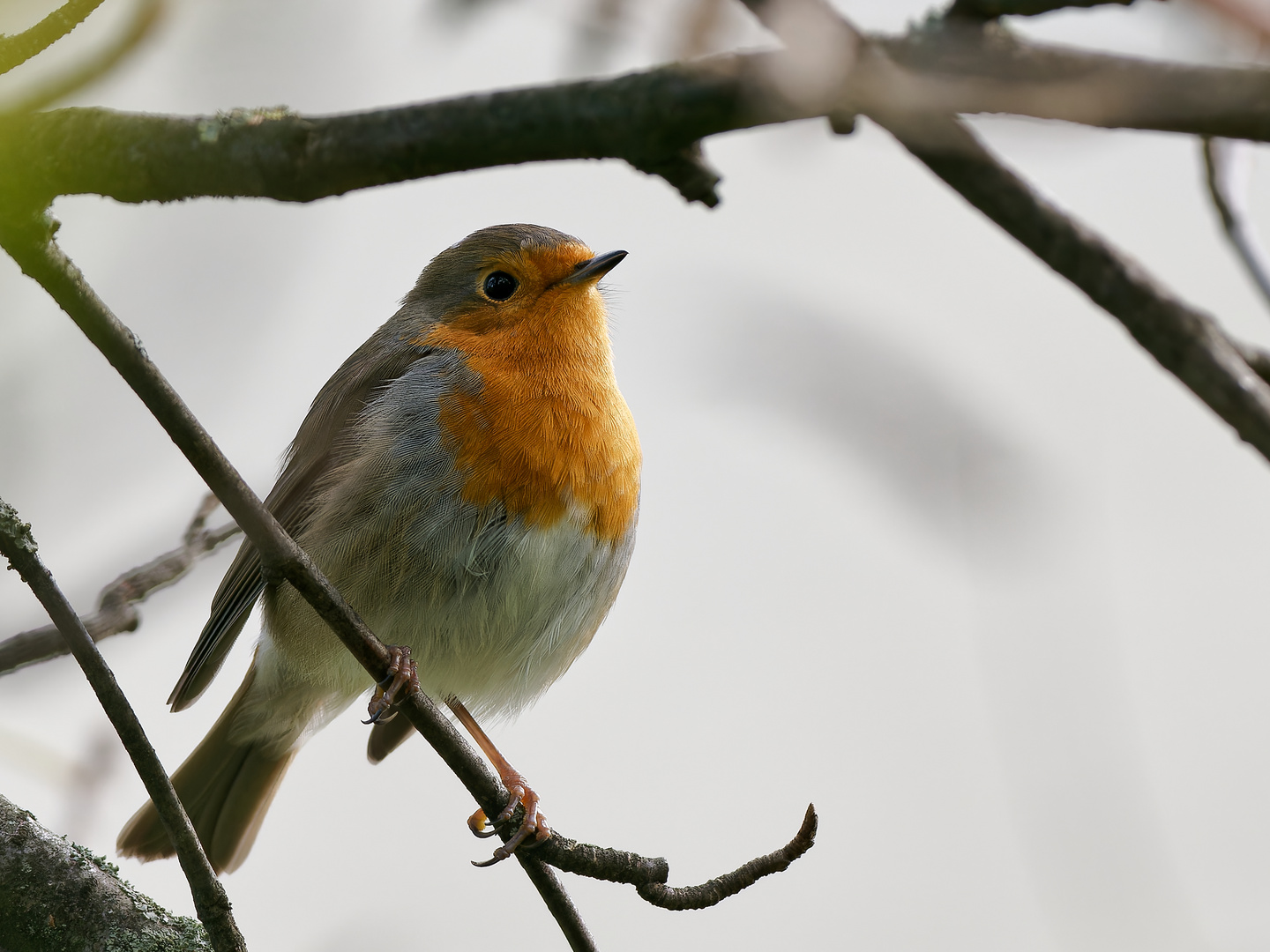 Rotkehlchen im Baum einer Grünanlage