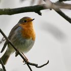 Rotkehlchen im Baum einer Grünanlage