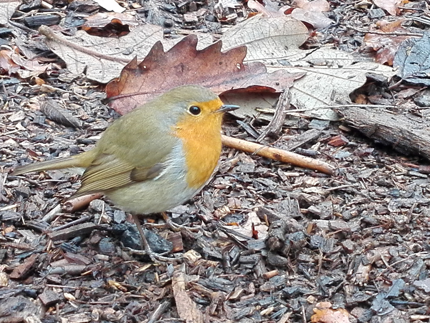 Rotkehlchen im Berggarten