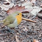 Rotkehlchen im Berggarten