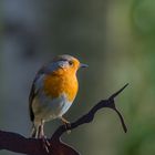 Rotkehlchen im besten Licht