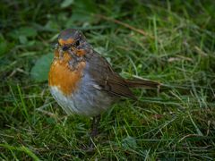 Rotkehlchen im Botanischen Garten