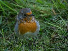 Rotkehlchen im Botanischen Garten 