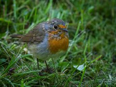 Rotkehlchen im Botanischen Garten 