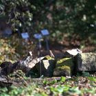 Rotkehlchen im botanischen Garten Leipzig