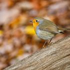 Rotkehlchen im bunten herbstlichen Blätterwald