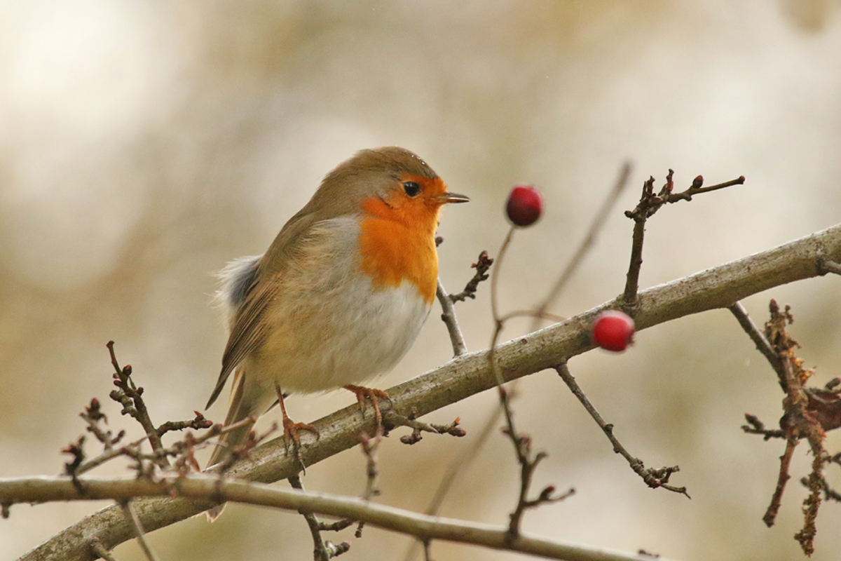 Rotkehlchen im Dezember...