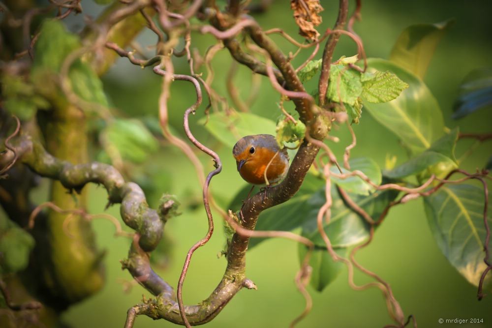 Rotkehlchen im eigenen Garten 1