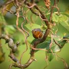 Rotkehlchen im eigenen Garten 1