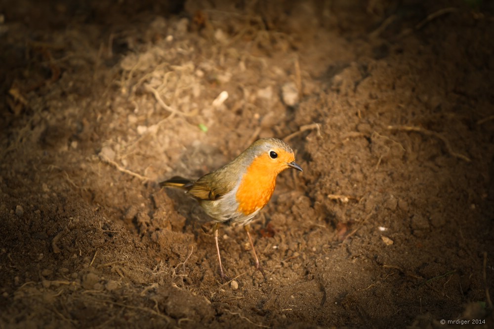 Rotkehlchen im eigenen Garten 2