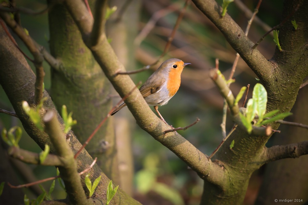 Rotkehlchen im eigenen Garten 3