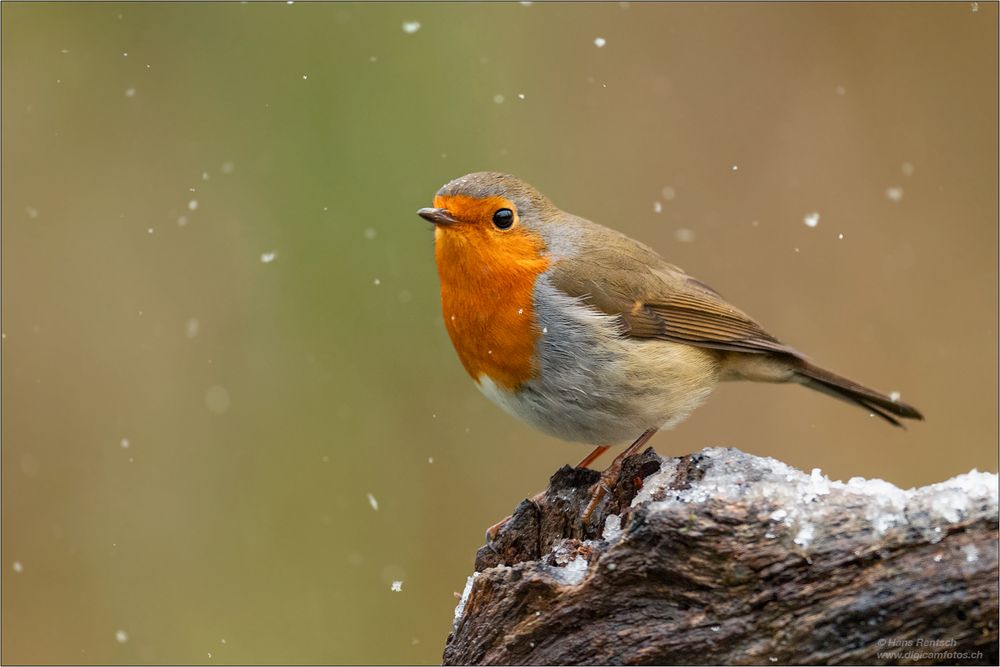 Rotkehlchen im ersten Schnee...