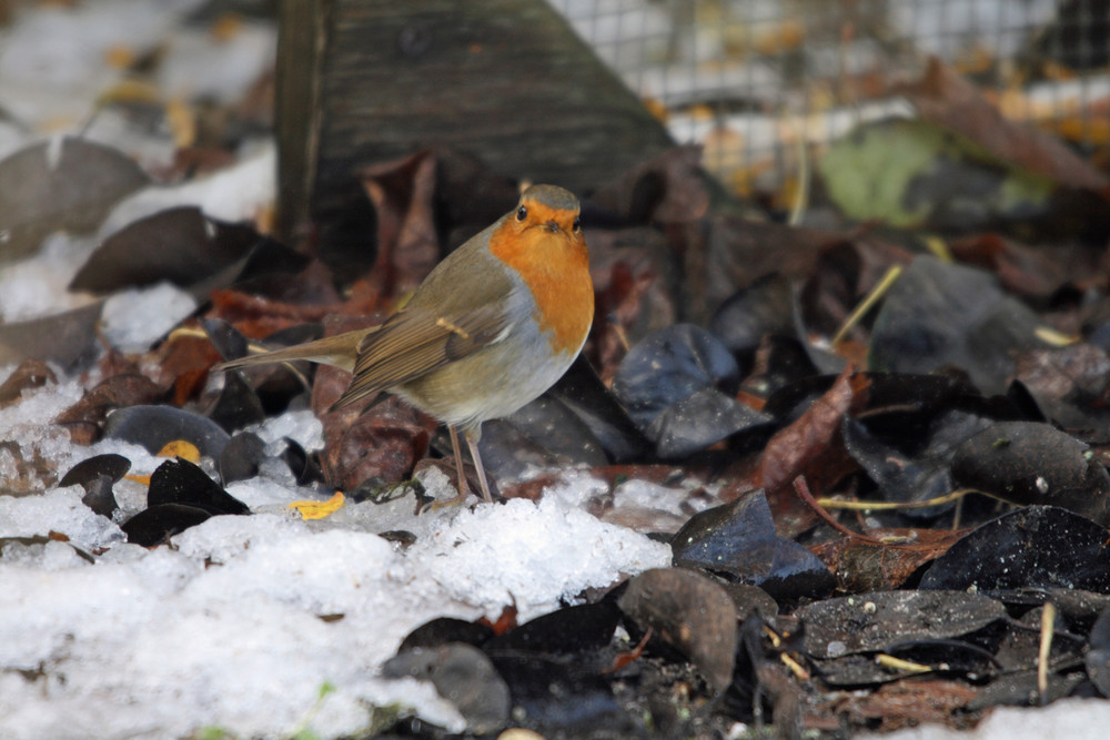 Rotkehlchen im ersten Schnee