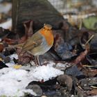 Rotkehlchen im ersten Schnee