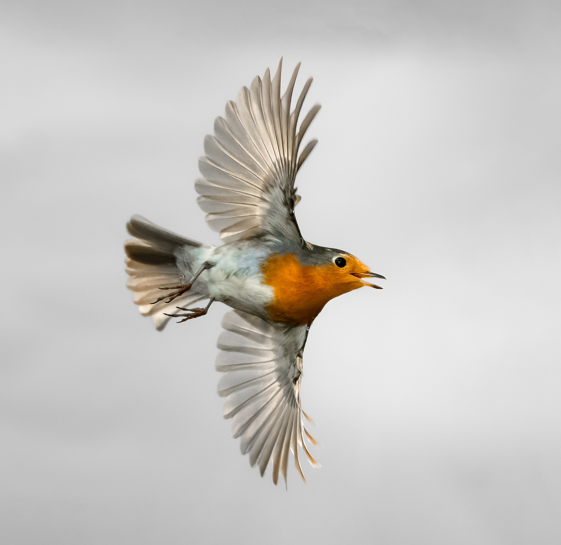 Rotkehlchen im Flug