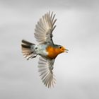 Rotkehlchen im Flug
