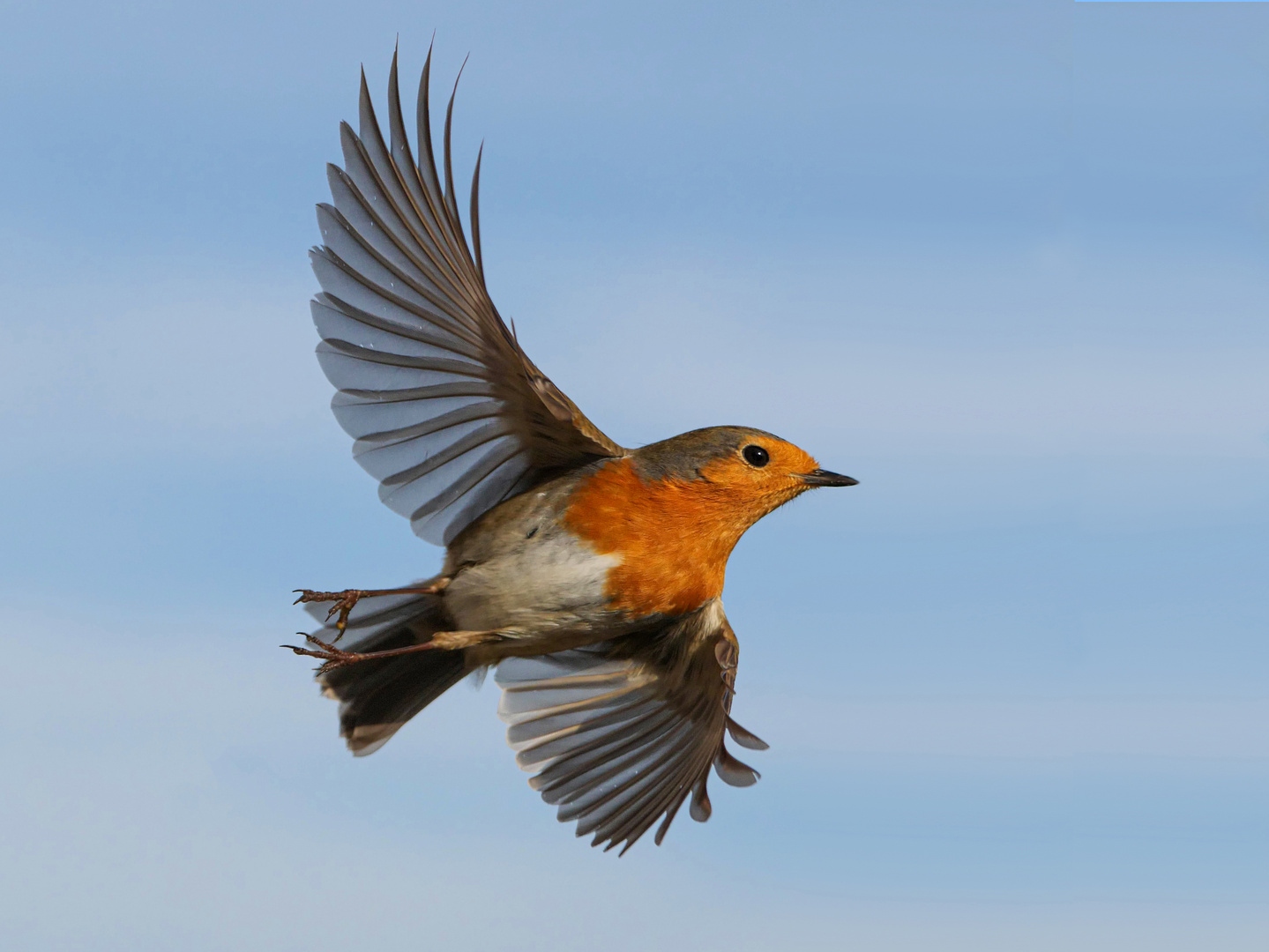 Rotkehlchen im Flug