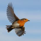 Rotkehlchen im Flug