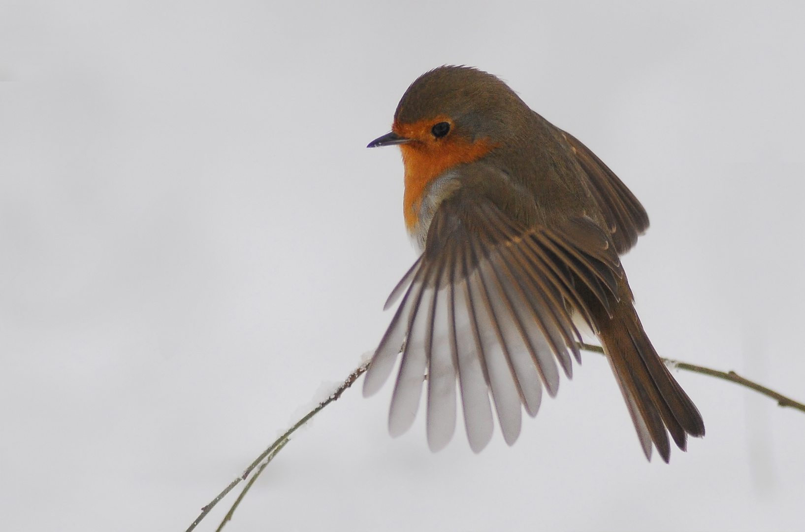 Rotkehlchen im Flug