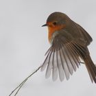 Rotkehlchen im Flug