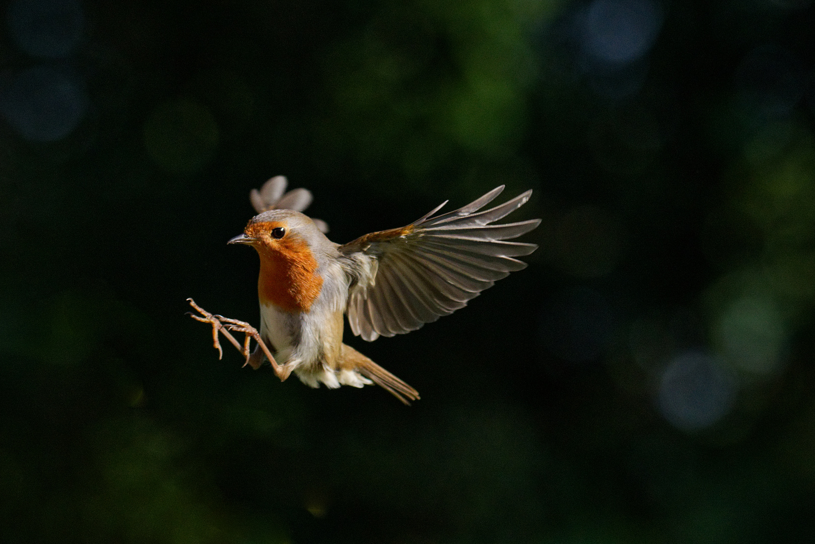 Rotkehlchen im Flug