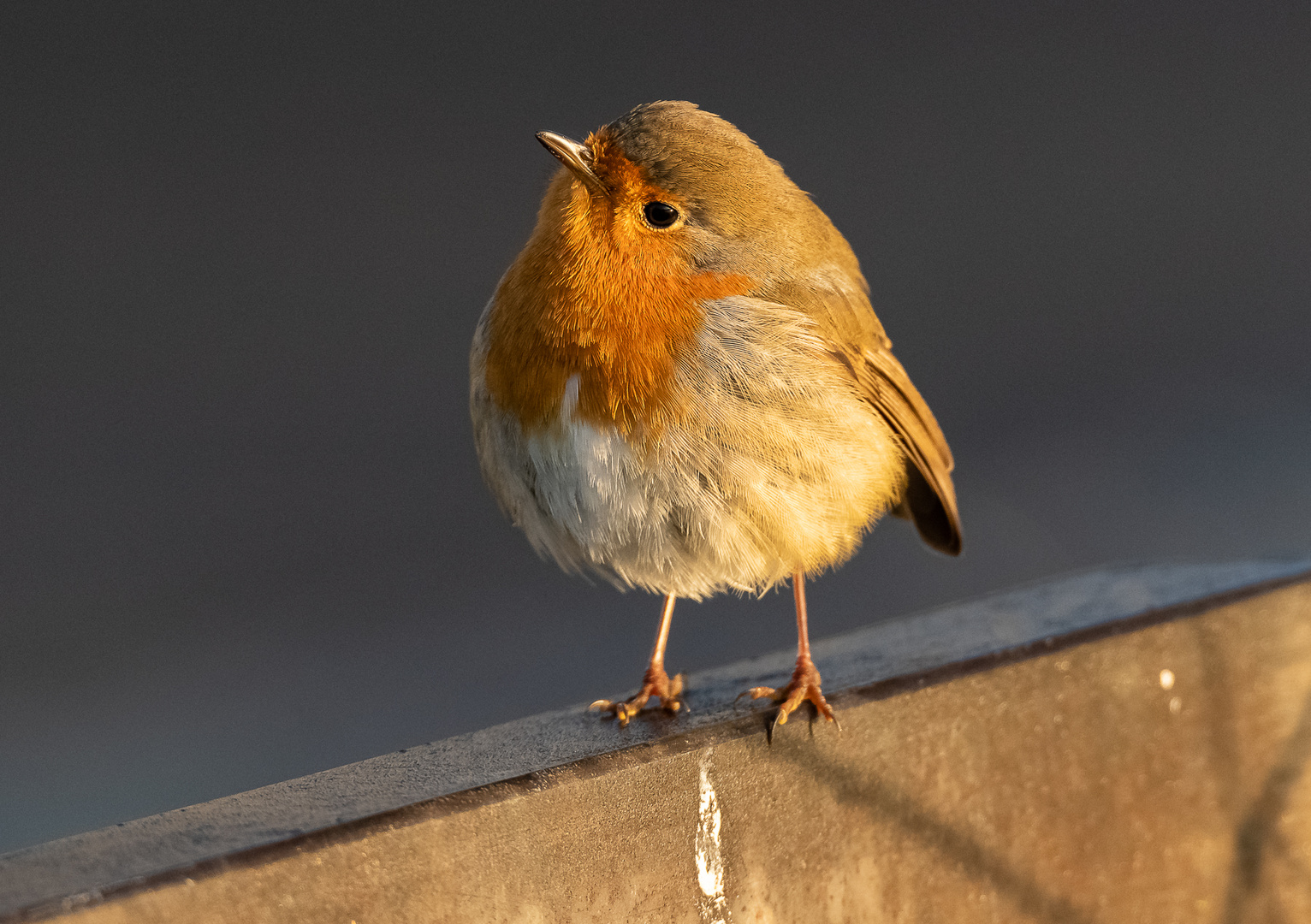 Rotkehlchen im frühen Morgenlicht