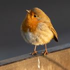 Rotkehlchen im frühen Morgenlicht