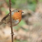 Rotkehlchen im Frühling