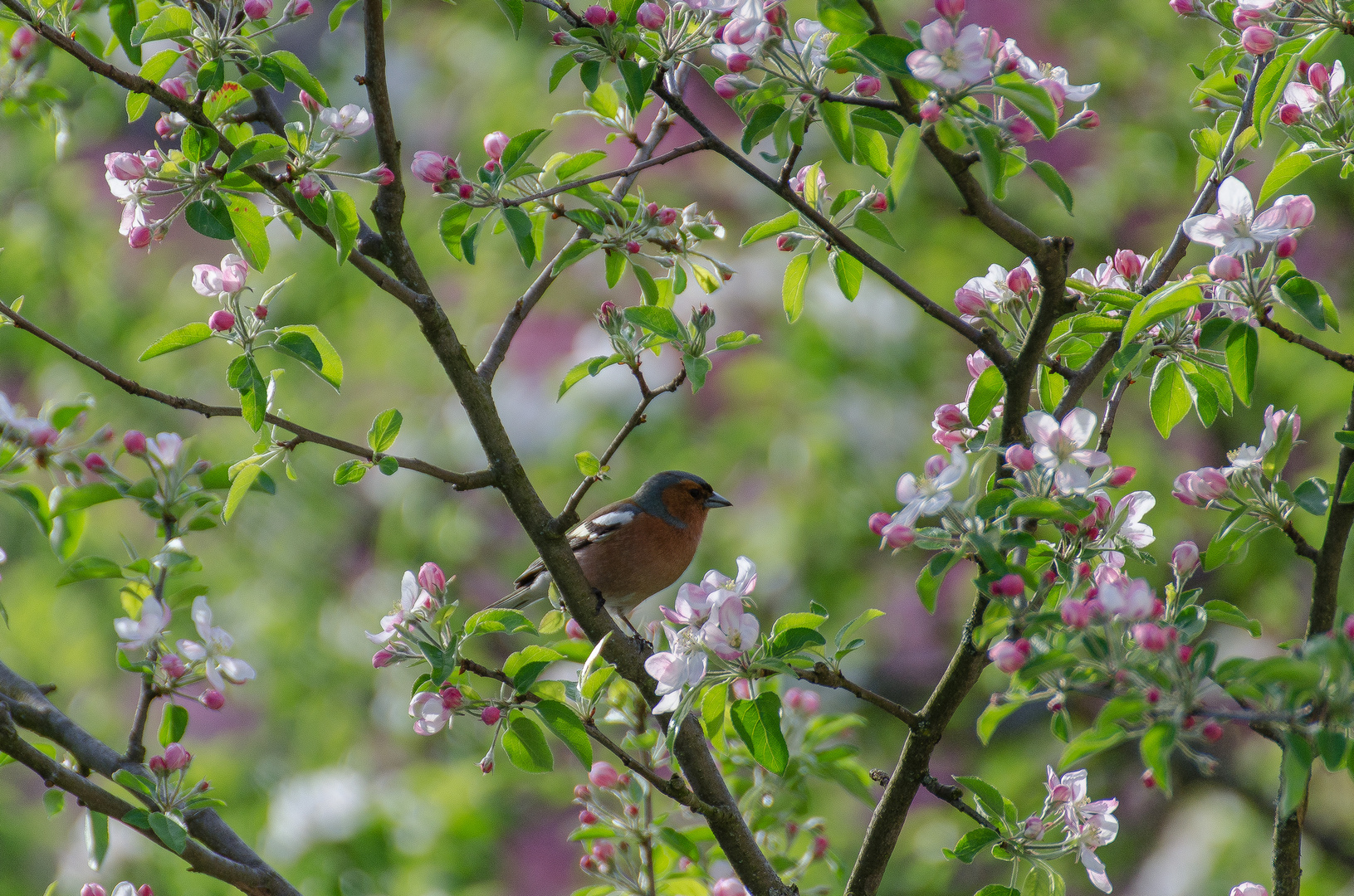 Rotkehlchen im Frühling